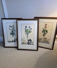 Very Unusual Botanical Framed