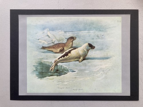 Vintage british mammal - vintage, print