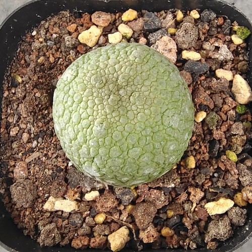 3cm succulent cactus - 3cm,