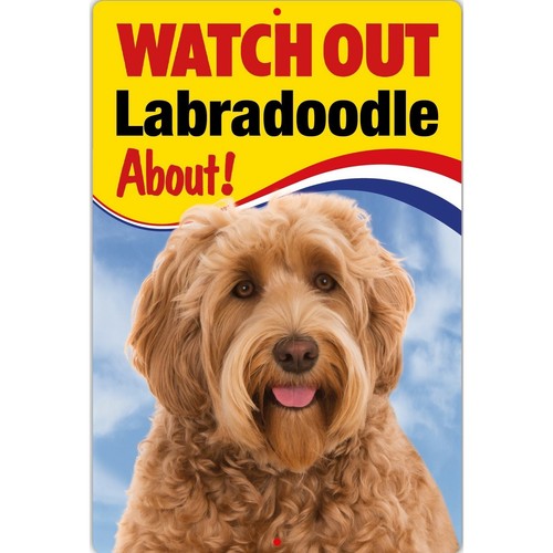 Watch out labradooodle - out, about