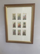 Framed Gallaher Cigarette