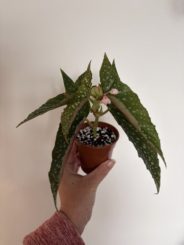 Begonia double dot - double,