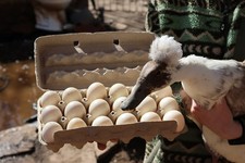 Egg laying barnyard mix - barnyard,