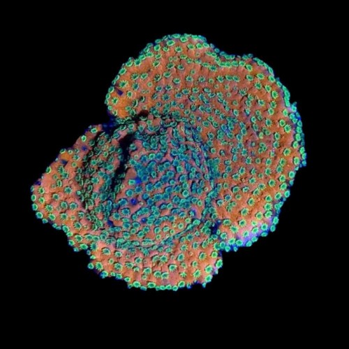 Sunset montipora coral - (3/4",