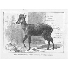 Hairy Fronted Muntjac at the