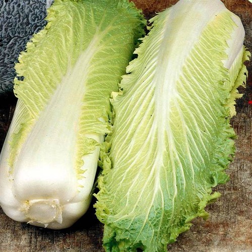 Chinese cabbage michihili - chinese,