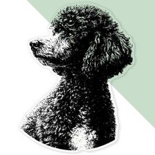'Miniature Poodle Portrait'