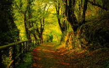 AUTUMN TREES FOREST PATH LANDSCAPE CANVAS PICTURE POSTER PRINT UNFRAMED #2193