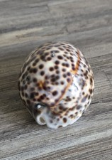 Tiger Cowrie Seashell