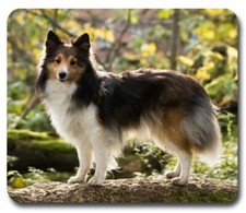 Sheltie Sheepdog ~ Mouse Pad /