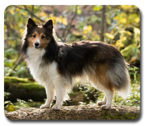 Sheltie sheepdog mouse pad - sheepdog, /