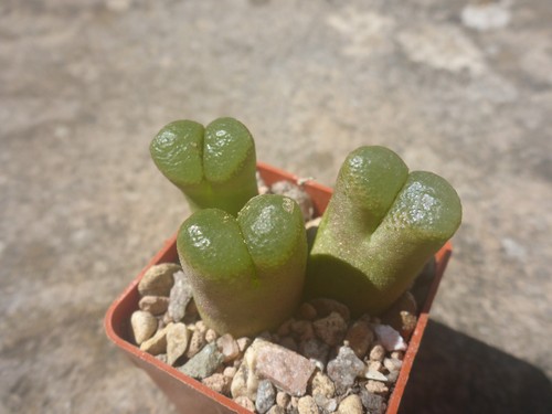 Conophytum lydiae south - conophytum,