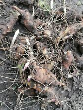 10 x Small Organic Home Grown Mixed Sized Jerusalem Artichoke 'Fuseau' tubers