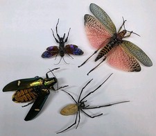 Real Insect Collection A-/A2 x