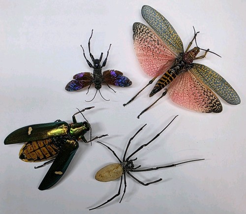 Real insect collection a2 - insect,