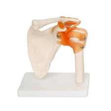 66fit™ Anatomical Human