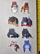 Pocket bully pitbull - bully,