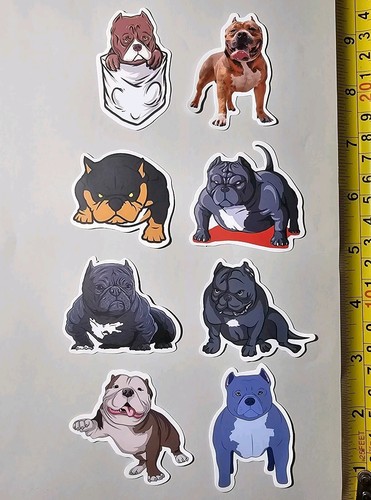 Pocket bully pitbull - bully, american