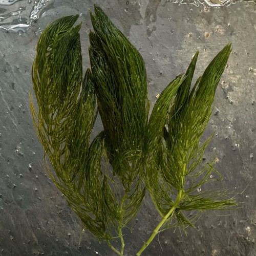 Hornwort stem cuttings pond - hornwort,