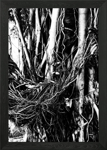 Monochrome tree roots - tree, and