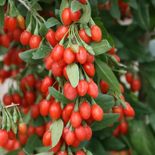 Goji berry jumbo xxl plug - jumbo,