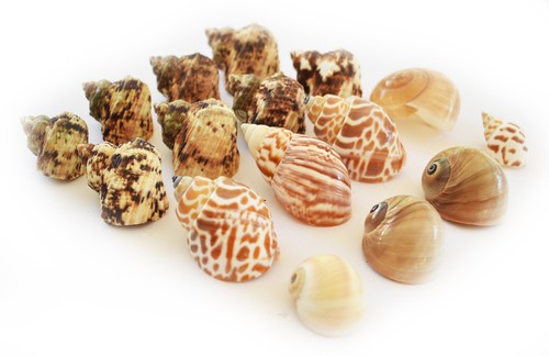 Changing shell set - 16,