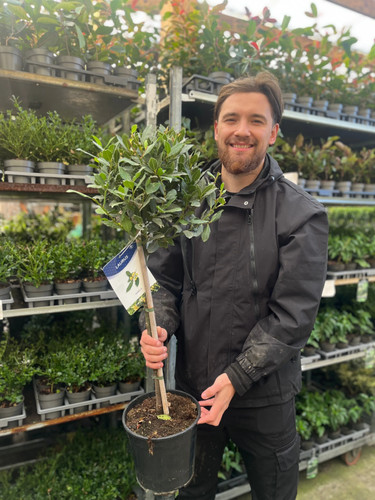 Standard bay tree - tree, |