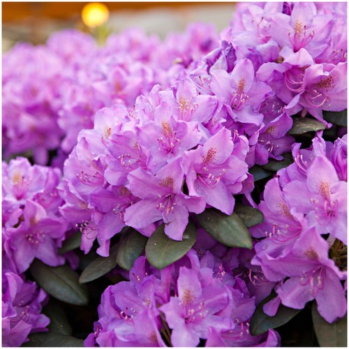 Rhododendron catawbiense - rhododendron,
