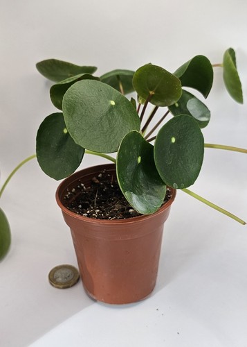 Pilea peperomioides chinese - pilea,