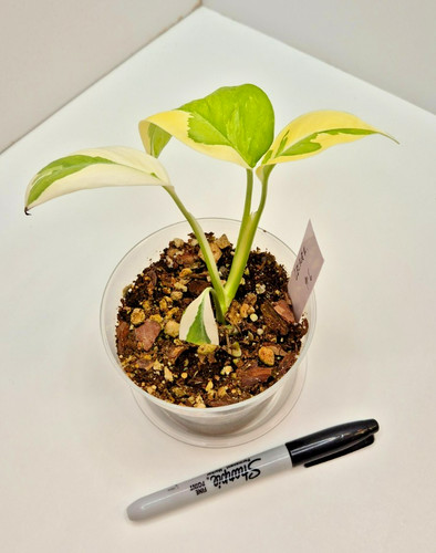 Monstera lechleriana albo 6 - monstera,