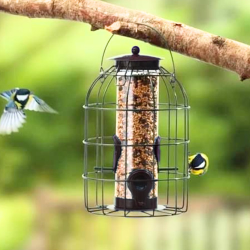 Garden seed bird - seed, feeder