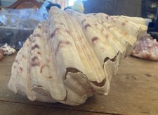 Large matching pair - horse, hoof