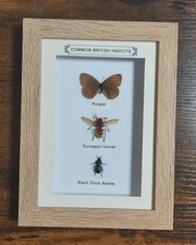 Taxidermy Real Framed British