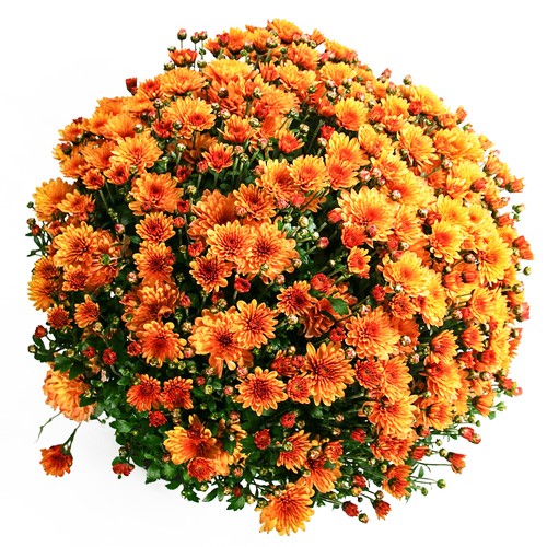 Chrysanthemum bransound dark - bransound,