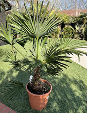 Trachycarpus Wagnerianus Palm Tree 110cm Tall 30cm Trunk Hardy Healthy Tropical