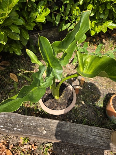 Calla lily zantedeschia plant - calla,