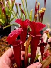 Sarracenia mitchelliana white - sarracenia,