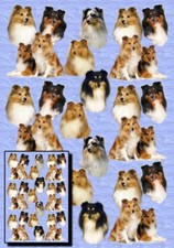 Shetland Sheepdog / Sheltie