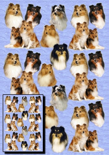 Shetland sheepdog sheltie - /,