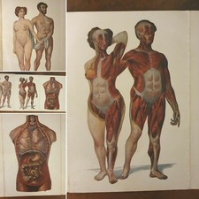 VINTAGE FRENCH ANATOMY FOLD