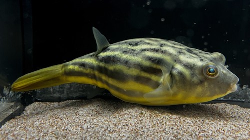 Fahaka pufferfish tetraodon - fahaka,