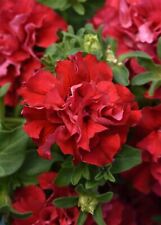 Flower - Petunia - Double Pirouette Valentine - 30 Seeds