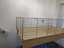 Indoor rabbit guinea pig - indoor,