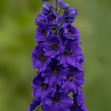 2 x Delphinium 'Dark Blue &