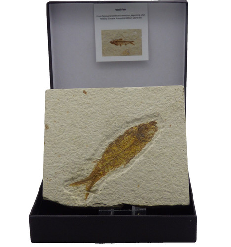 Fossil knightia fish gift - fossil,