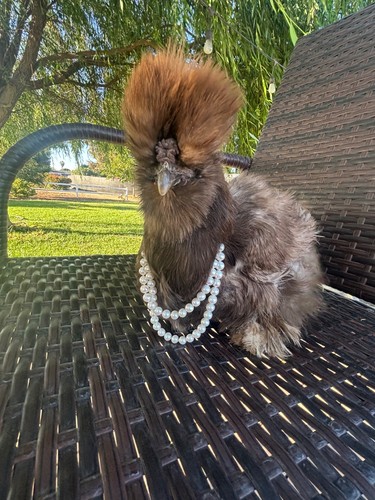 Bearded silkie fertile - bearded,