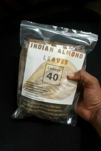 Indian almond catappa ketapang - indian,