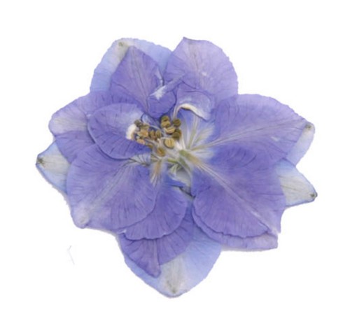 Pressed flowers light violet - flowers,,