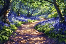 Bluebell Woodland Forest