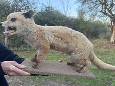 Fox Cub Full Vintage Taxidermy With Wooden Base - Free Standing Fox Cub 